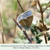 polyommatus ninae male nakhichevan 1